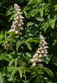 Från blomma och blad till olja och salva